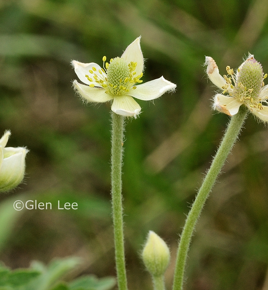 Anemone cylindrica photos Saskatchewan Wildflower